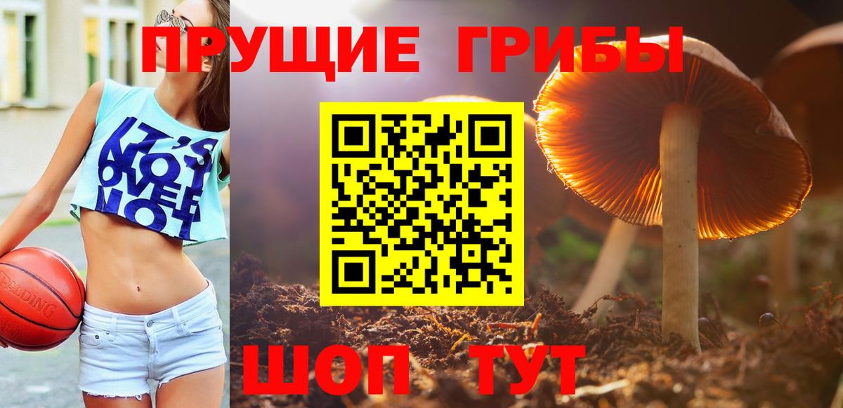 Псилоцибиновые грибы мицелий Карачаевск