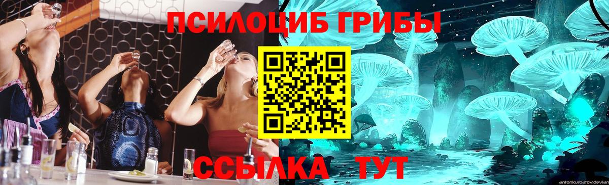 купить закладку  Псилоцибиновые грибы Psilocybine cubensis  Вход с VPN  Карачаевск 